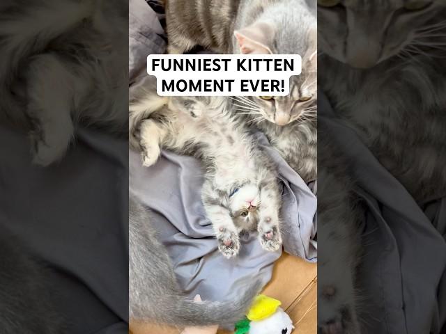 FUNNIEST KITTEN MOMENT EVER! #shorts #funnykittens #catshorts