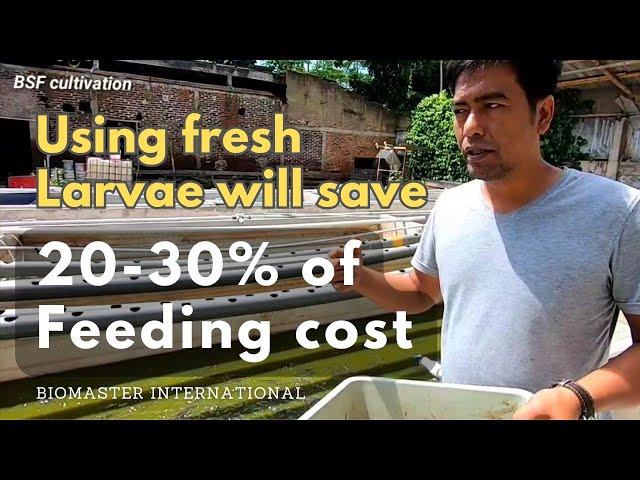 Using fresh maggot will save 20-30% of feeding cost | Maggot bsf cultivation