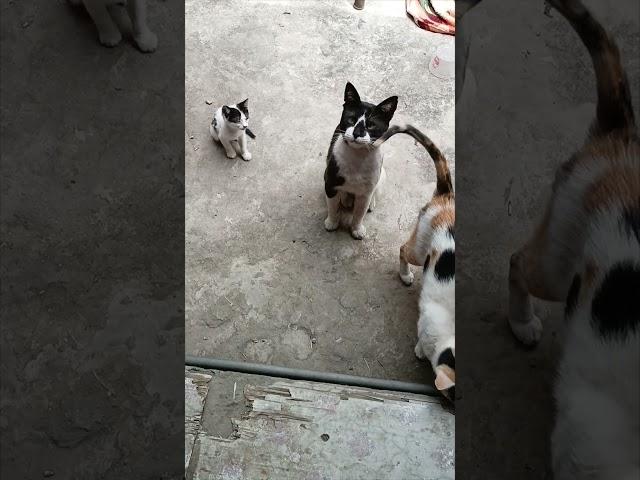 Homeless Poor Stray Cats Family 