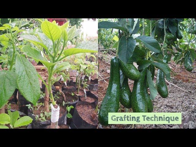 Avocado Grafting Technique ( bud graft & V graft)