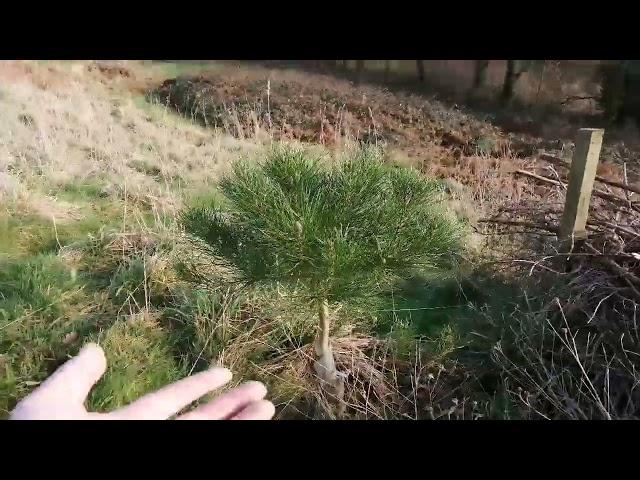 Stone Pine (Pinus pinea) in the Forest Garden Nuttery