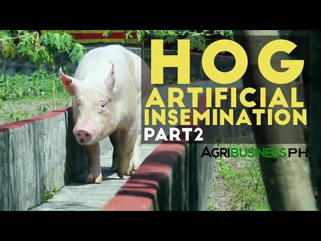 Hog Artificial Insemination Part 2 : Hog Artificial Insemination | Agribusiness Philippines