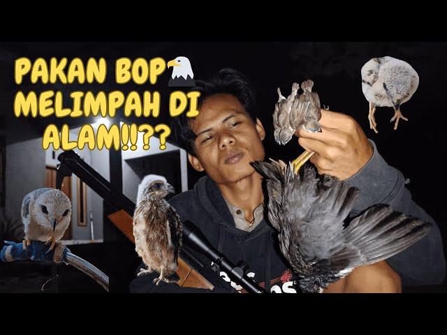 NGEBOLANG Burung Malam Hari Untuk Pakan BOP ||(ELANG/ALAP-ALAP)