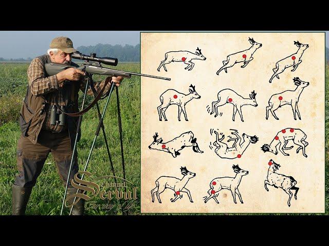Roe deer - Shot placement and reaction - Schusszeichen auf Bock
