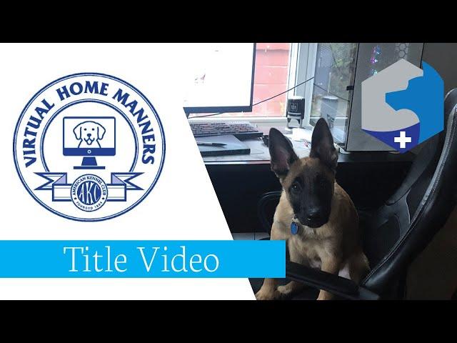 Kenobi's Virtual Home Manners AKC Family Dog Title Test Video