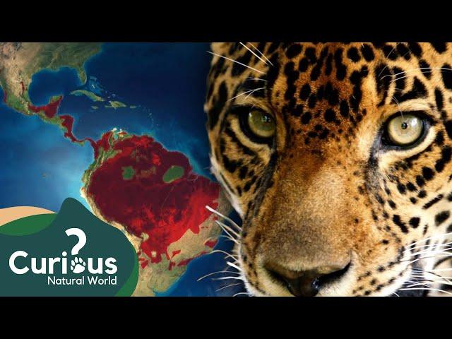 The LAST Jaguars and Frogs | 1000 Days For The Planet | FULL EPISODE | Curious?: Natural World