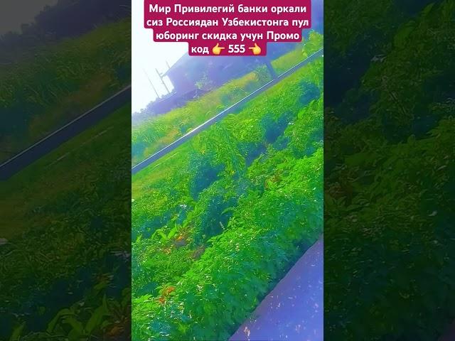 Абдуллох домла