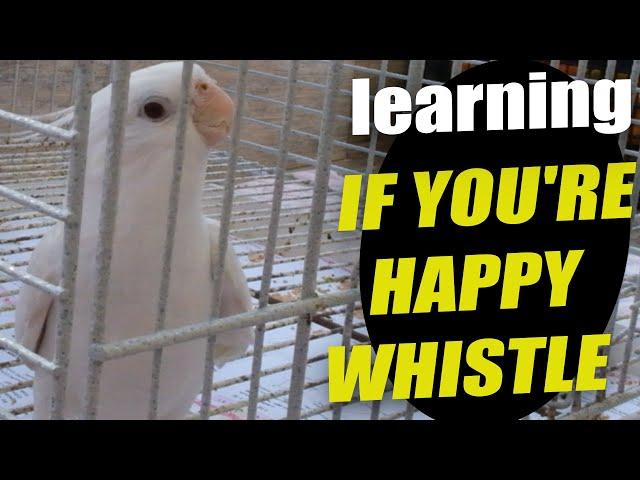 My Cockatiel Learning If You're Happy Singing