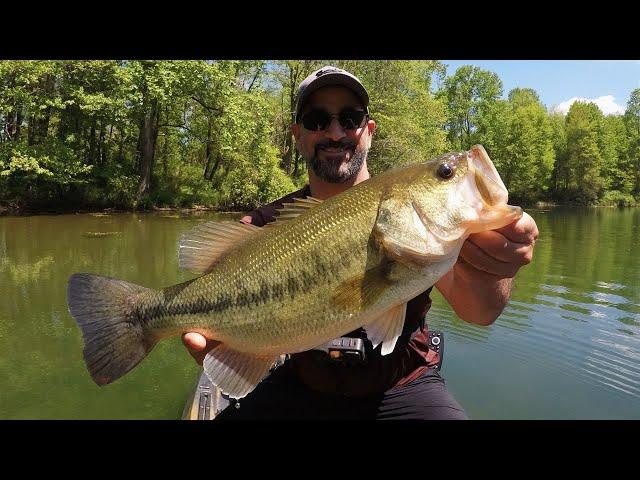 Bass Fishing for ULTRA SHALLOW Post Spawn Cruisers & Bed Guarders