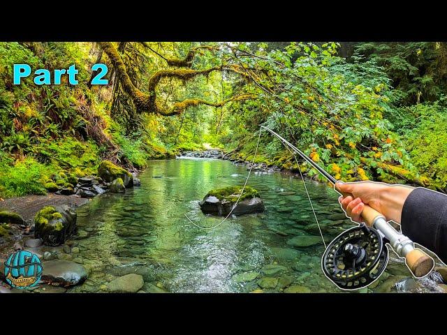 Fly Fishing in a RAINFOREST! (Washington)