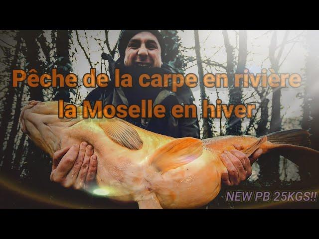 Pêche de la carpe en rivière, la Moselle en hiver vol11