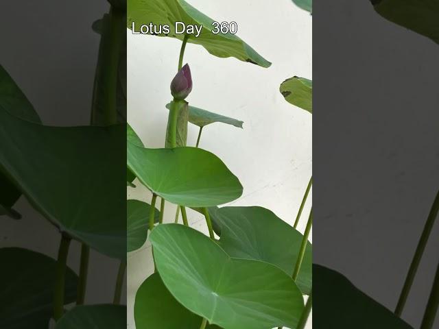 Lotus from seeds to Flower #plants #farming #flowers #shorts #shortsvideo #fun #gardening #fish