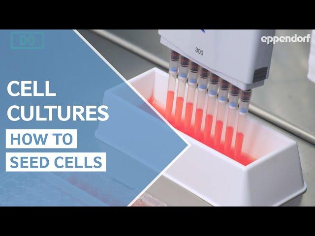 How to seed cells correctly? Cell Culture Do´s and Don´ts Part 1