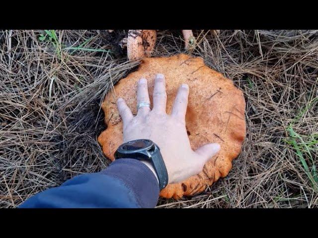 Giant Saffron Milk Cap (Lactarius Deliciosus) in South Australia - Autumn 2022