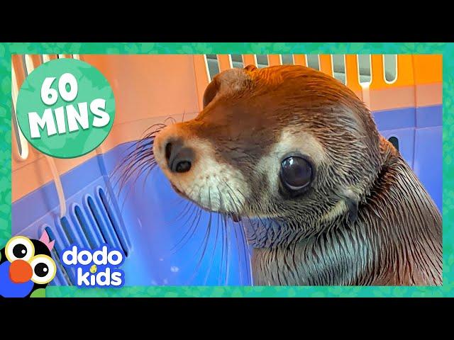 60 Minutes Of Animals And The People Who Love Them | Dodo Kids | Animal Videos For Kids