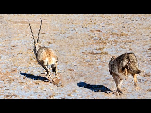 Chiru - living ROCKETS of the highlands! Wolves are shocked by such speed!