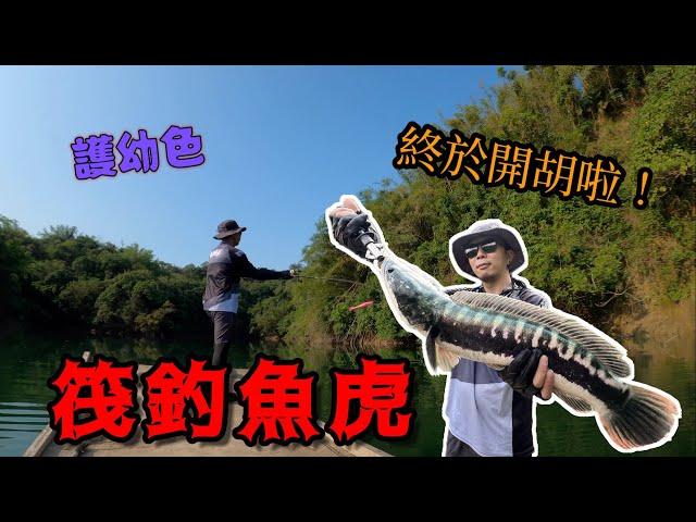 筏釣魚虎｜我終於釣到像樣的東西啦！護幼魚虎真的好兇！！ft.Connie康妮釣魚