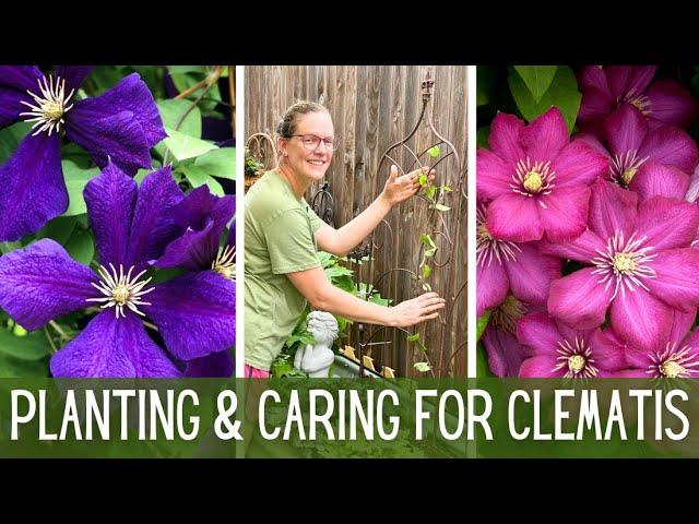 4 New Varieties of Clematis  || 3 Groups of Clematis || Planting & Caring For Clematis