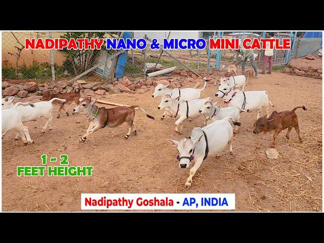 Adorable nadipathy cattle Roaming in farm  #miniature #trending #yt #pmmodi #up #ayodhya #rammandir