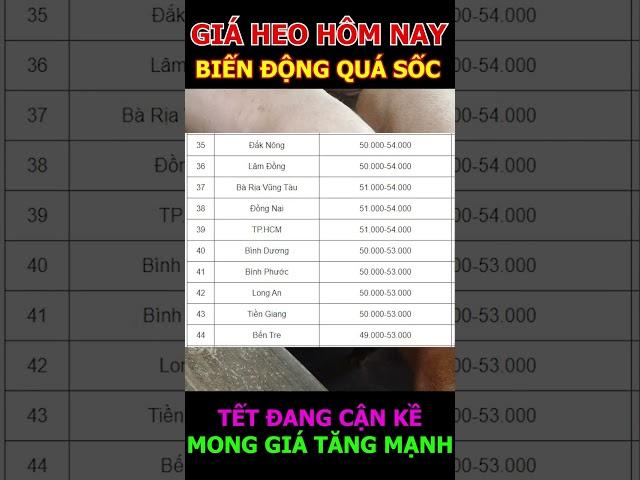 GIÁ HEO BIẾN ĐỘNG QUÁ SỐC #shorts