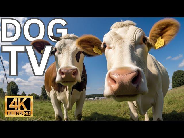 Videos for Dogs (Dog TV - 2 Hours of Cows in the field for Boredom) - Prevents Anxiety