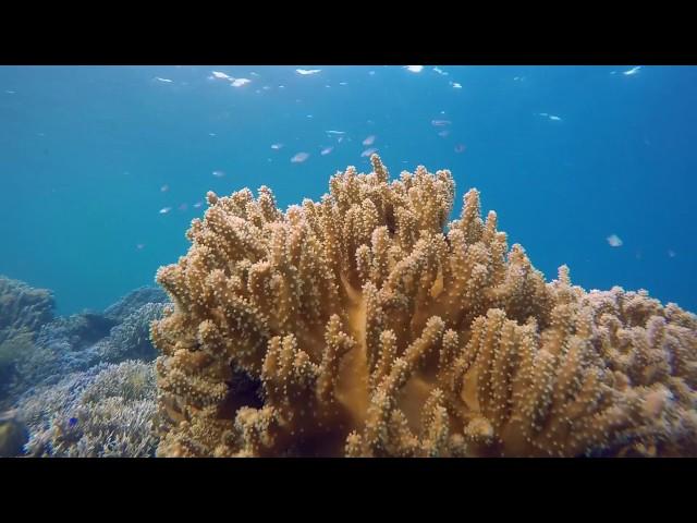 Coral Underwater - Free HD Stock Footage (No Copyright) ---- Scuba Diving, Reef, Travel, Ocean, Sea