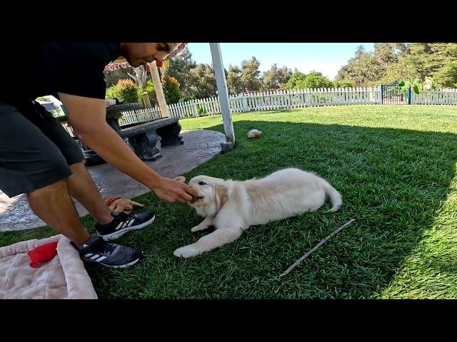 Roscoe, Golden Retriever boy, playful and eager to learn.