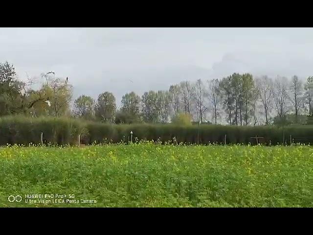 Beautiful Forest In Belgium   | Jhovie Daclan