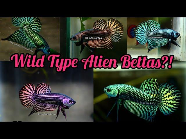 The most beautiful wild Alien Bettas?! - wild type captive bred bloodlines from FranksBettas