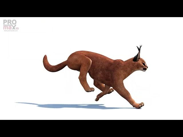 Caracal 3D Model Animations | @PROmax3D