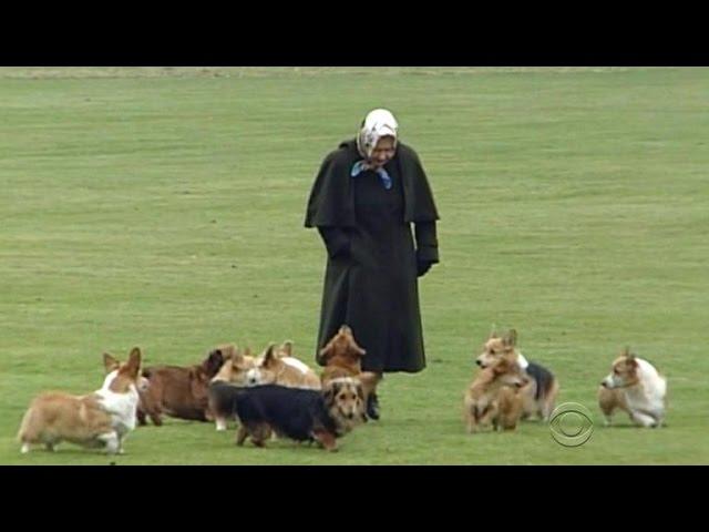 Inside the royal life of the Queen's corgis