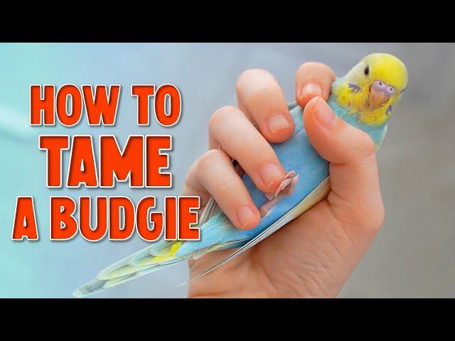 How to Tame Your Budgie