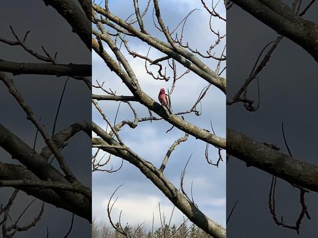 Cute little house finch bird on the backyard tree! #birdwatching #wildbirds #nature #birdworld #bird