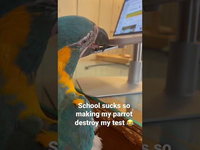 My parrot hates school #Parrot #School #Boring #Animals #Funny #Education #Birds #Computer #Mac