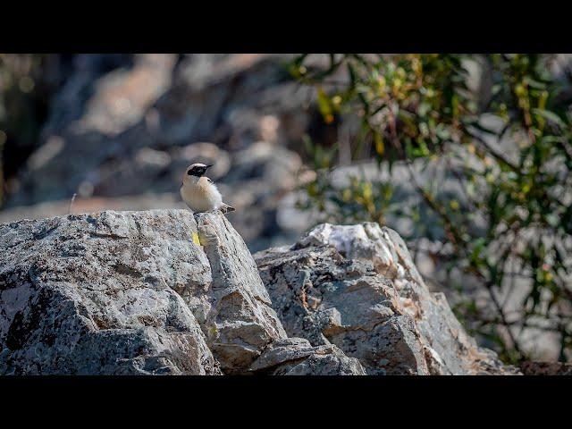 Three day BIRDING trip to EXTREMADURA, SPAIN