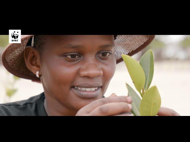 People take lead in bringing back mangroves in coastal Kenya, getting real benefits