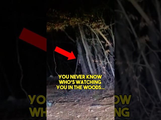 NEVER Go to The Woods at Night…