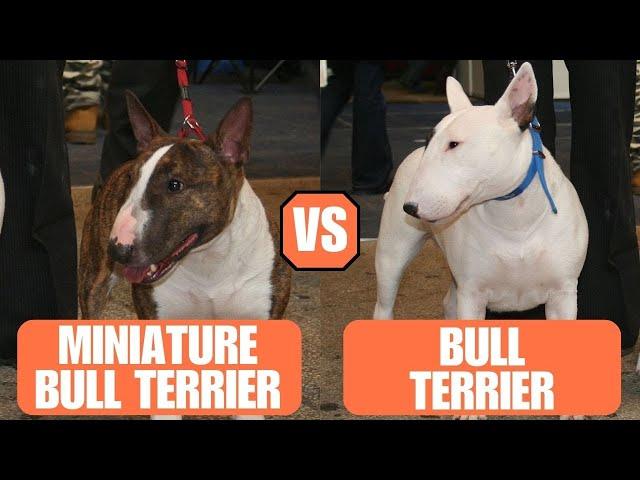 Miniature Bull Terrier vs Bull Terrier - Which Breed Is The Best?