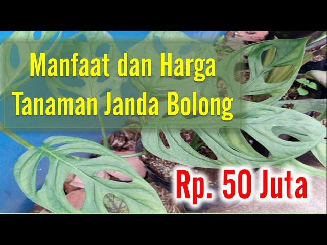 Harga dan manfaat janda bolong tanaman hias