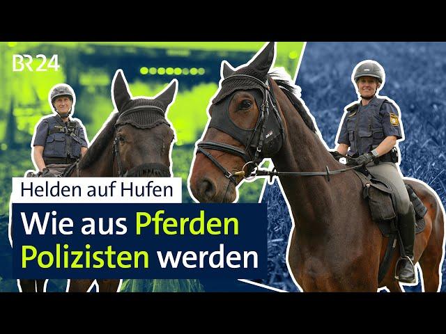 Helden auf Hufen: Wie aus Pferden Polizisten werden I BR24 vor Ort
