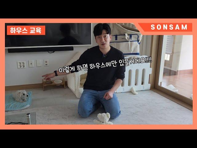 하우스 교육을 해도 하우스에서 쉬지 않는 강아지 교육 방법 (Feat. 화이트테리어 밀리)