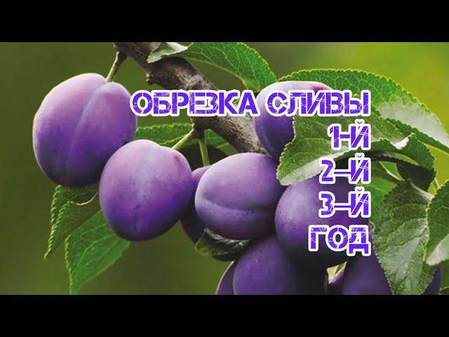 Обрезка сливы