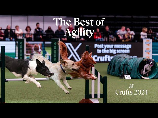 The BEST of Agility at Crufts 2024