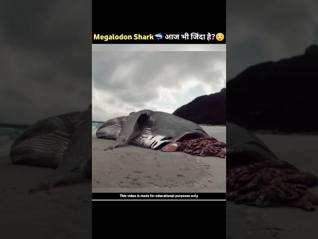 किया Megalodon Shark अभी भी जिंदा है?|Proof That Megalodon Still Exist|#shorts #viral