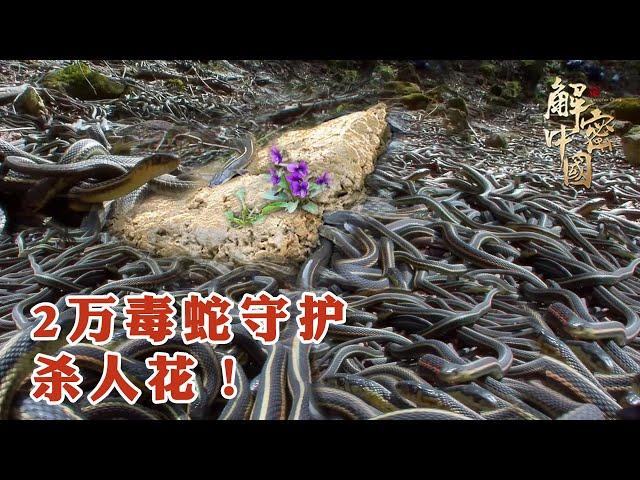 The island is full of 20000 poisonous snakes to protect a purple "killer flower" [LVYE China]