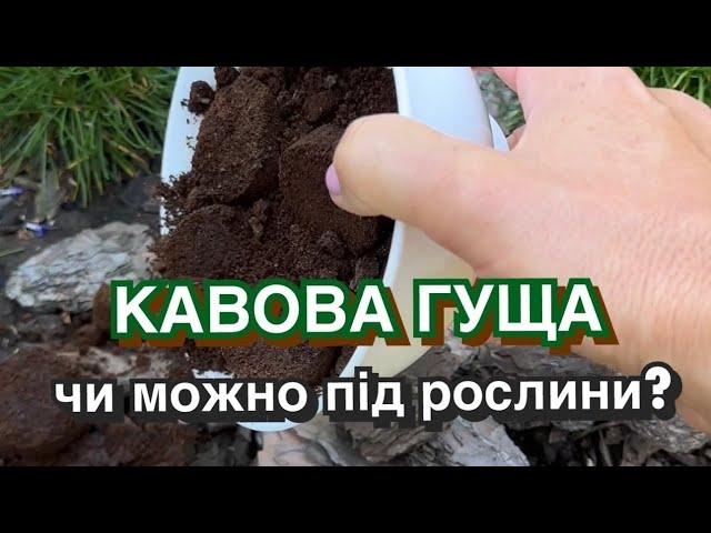 Кавова гуща під рослини… чи можна?