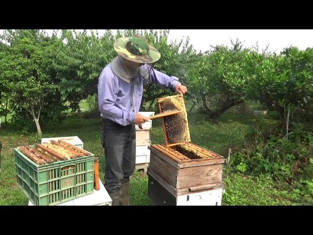 蜜蜂生態與採蜜過程