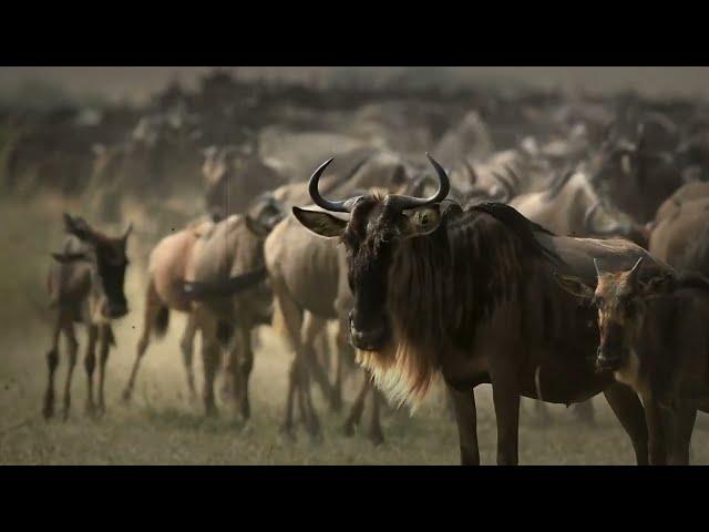 Blue Wildebeest Migration: The Greatest Show on Earth