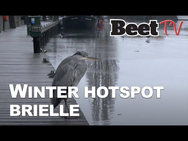 Witvissen met Arjan Klop op winterse hotspot in Brielle   |  Beet