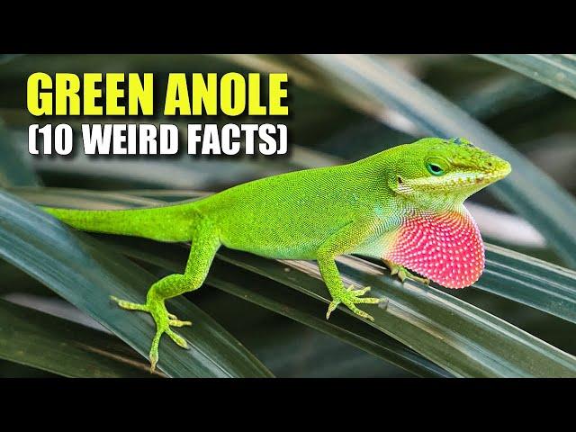 Green Anole (10 FACTS You NEVER KNEW)
